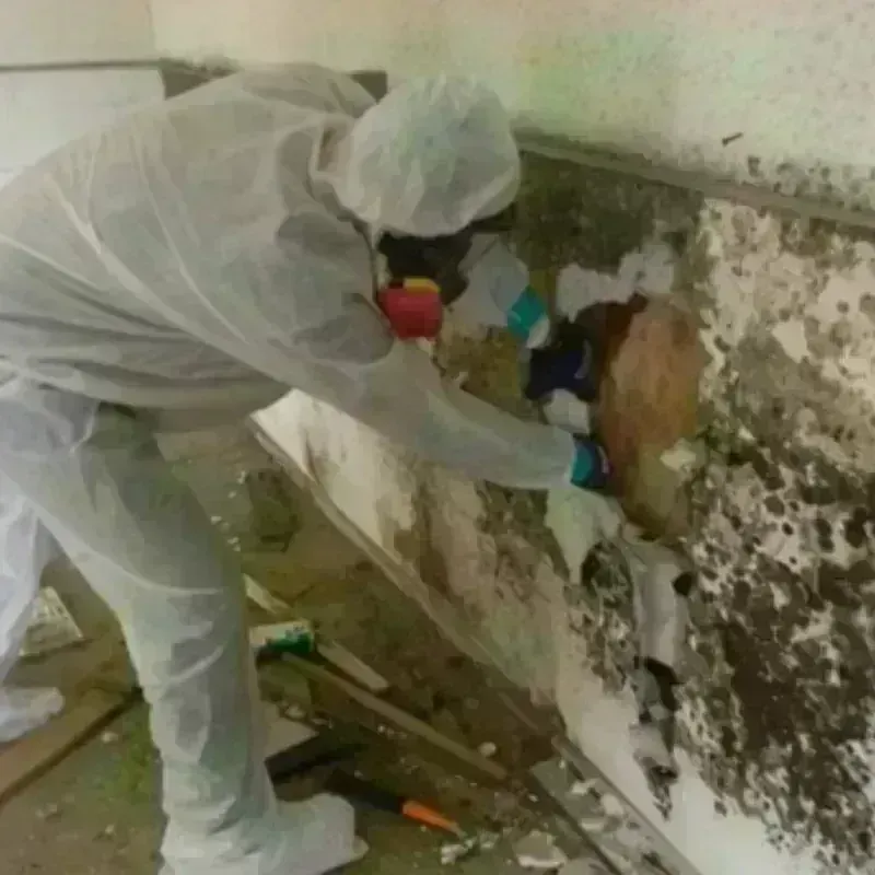 Mold Remediation and Removal in Barry, IL